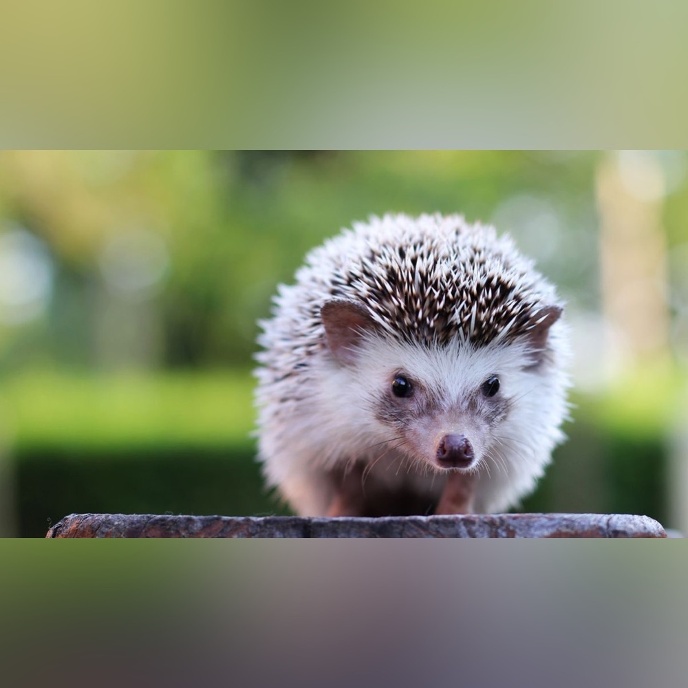 $2 Hedgehog keychain new $2 WITH ANY $10 ORDER OR MORE - Picture 10 of 12
